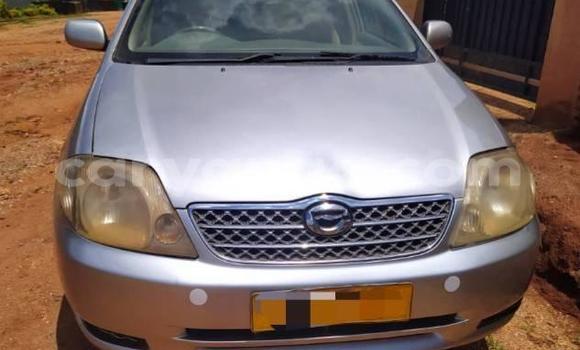 Nunua Ilio tumika Toyota Corolla Silver Gari ndani ya Blantyre nchini Malawi Nunua Ilio tumika Toyota Corolla Silver Gari ndani ya Blantyre nchini Malawi